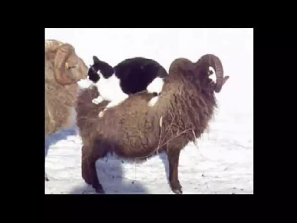 Cat Rides Around On Sheep