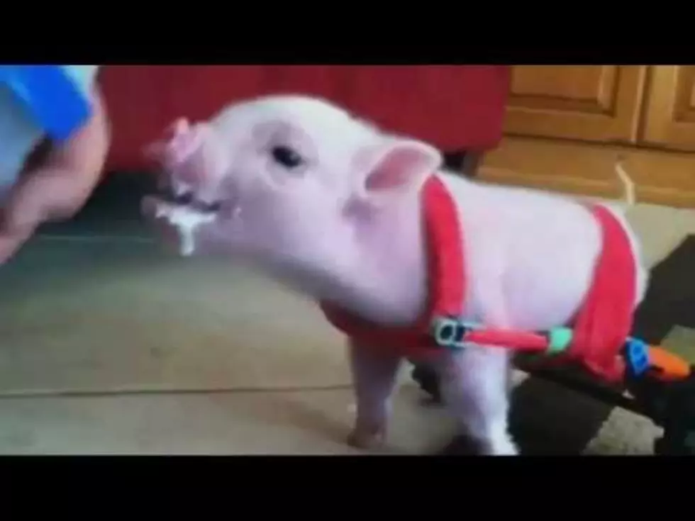 Tiny Pig Escapes Death By Learning To Use Wheelchair