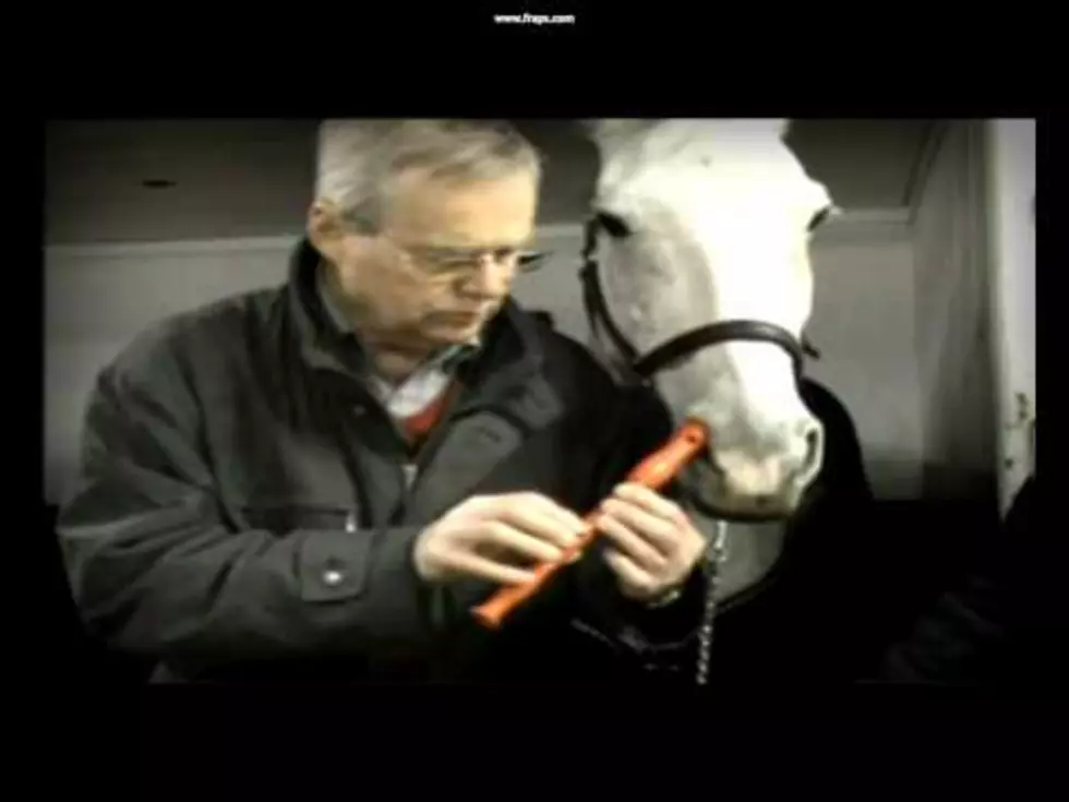 Horse Plays “Twinkle Twinkle Little Star” On The Recorder [Video]