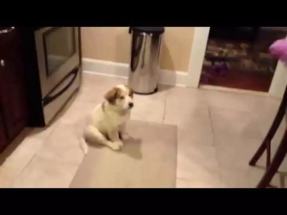 Adorable Puppy Can&#8217;t Quite Get The Hang Of Catching [Video]