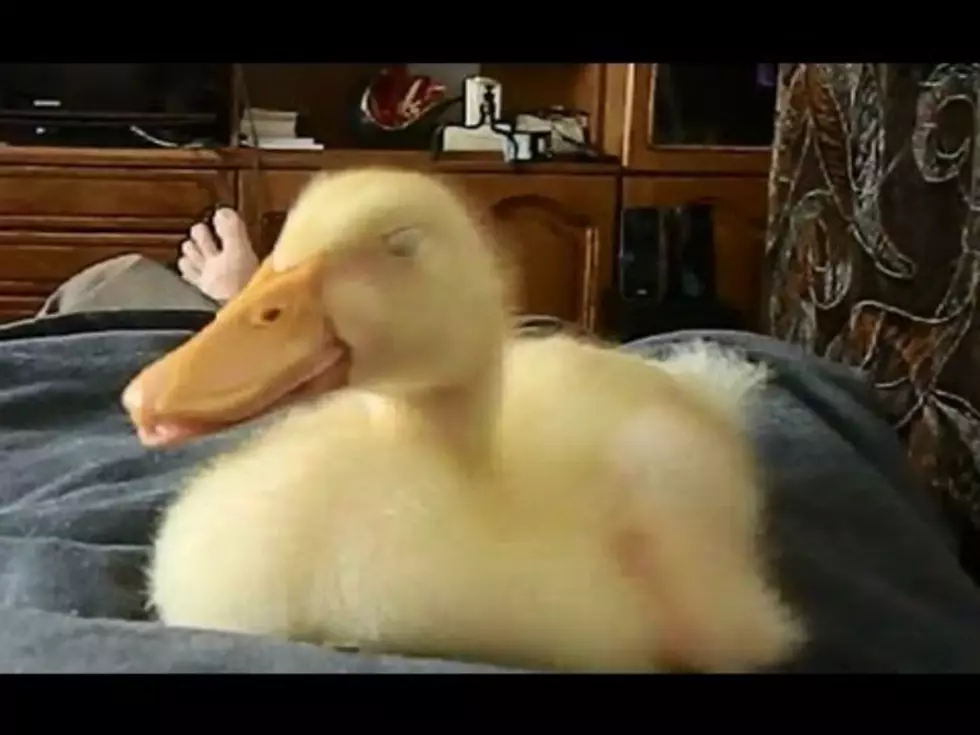 This Snoring Duckling Is The Cutest Thing You’ll See Today [Video]