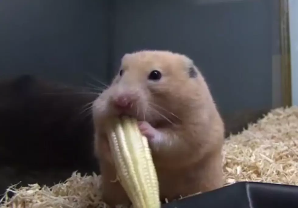 This Hamster Eating Baby Corn Is The Cutest Thing You Will See Today [Video]