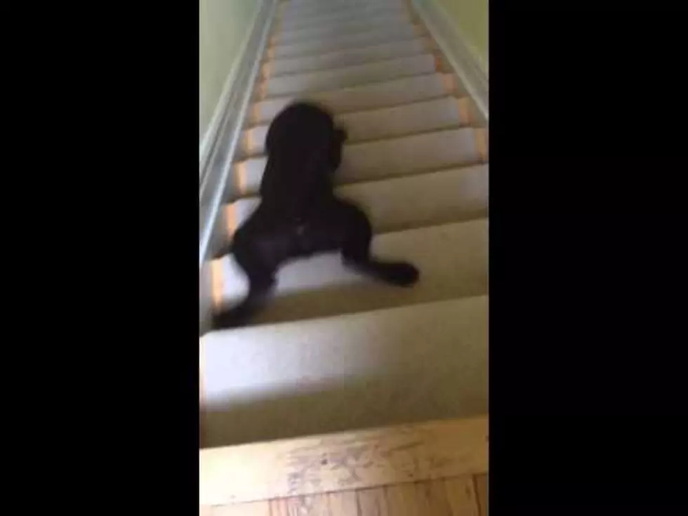 Adorable Puppy Demonstrates The Fastest Way To Get Down The Stairs [Video]