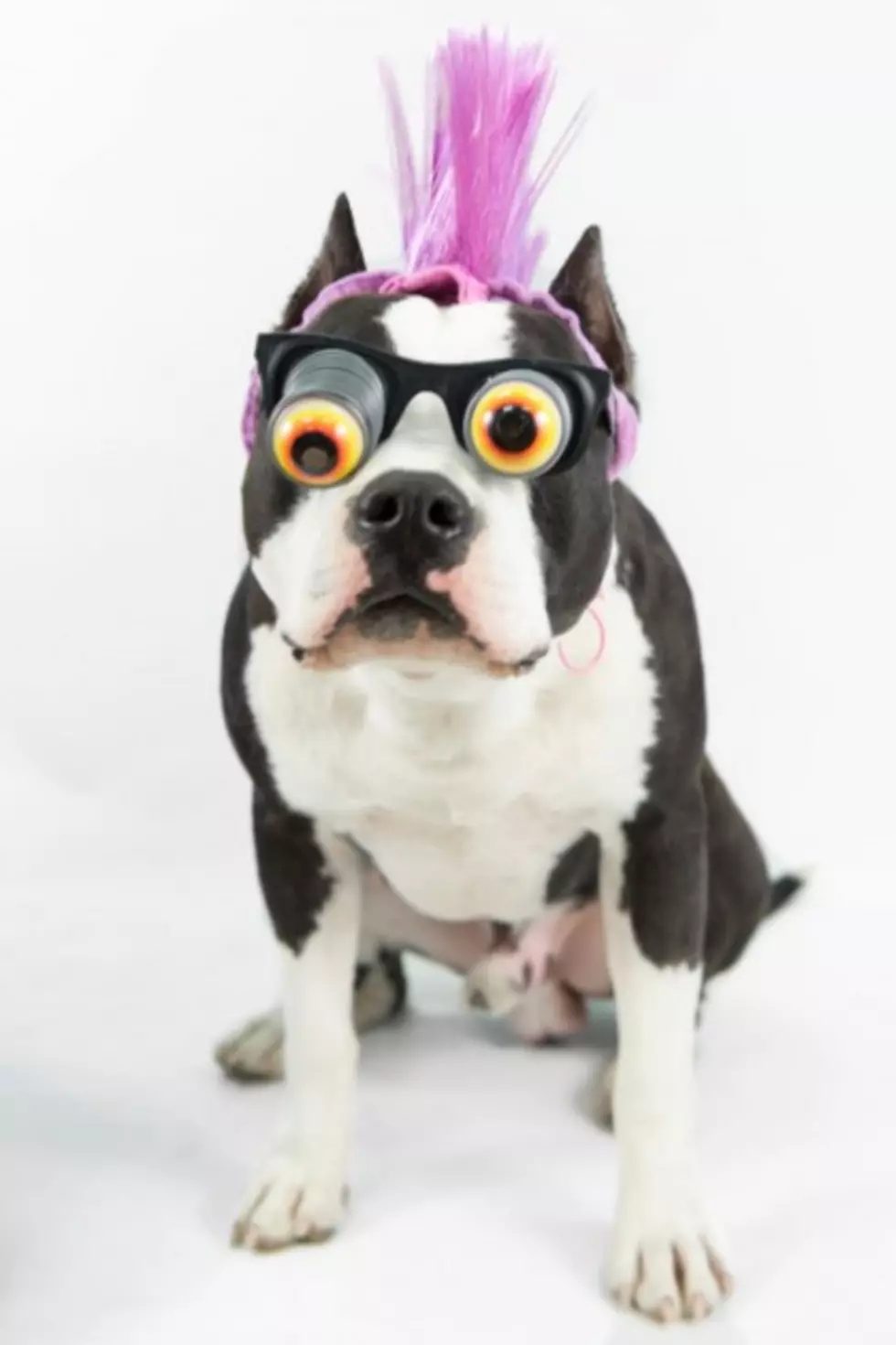 Is This Halloween &#8216;Kill A Pitbull Day&#8217;?