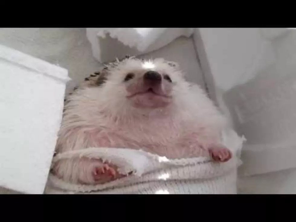 Hedgehog Recreates “Wrecking Ball” [Video]