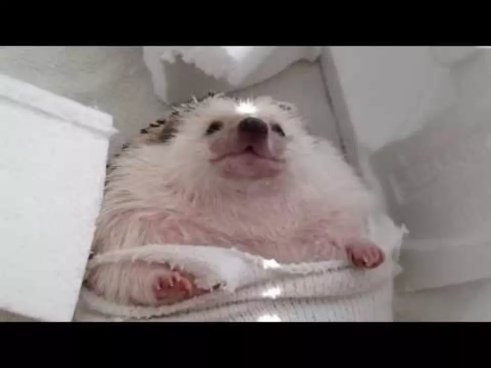 Hedgehog Recreates &#8220;Wrecking Ball&#8221; [Video]