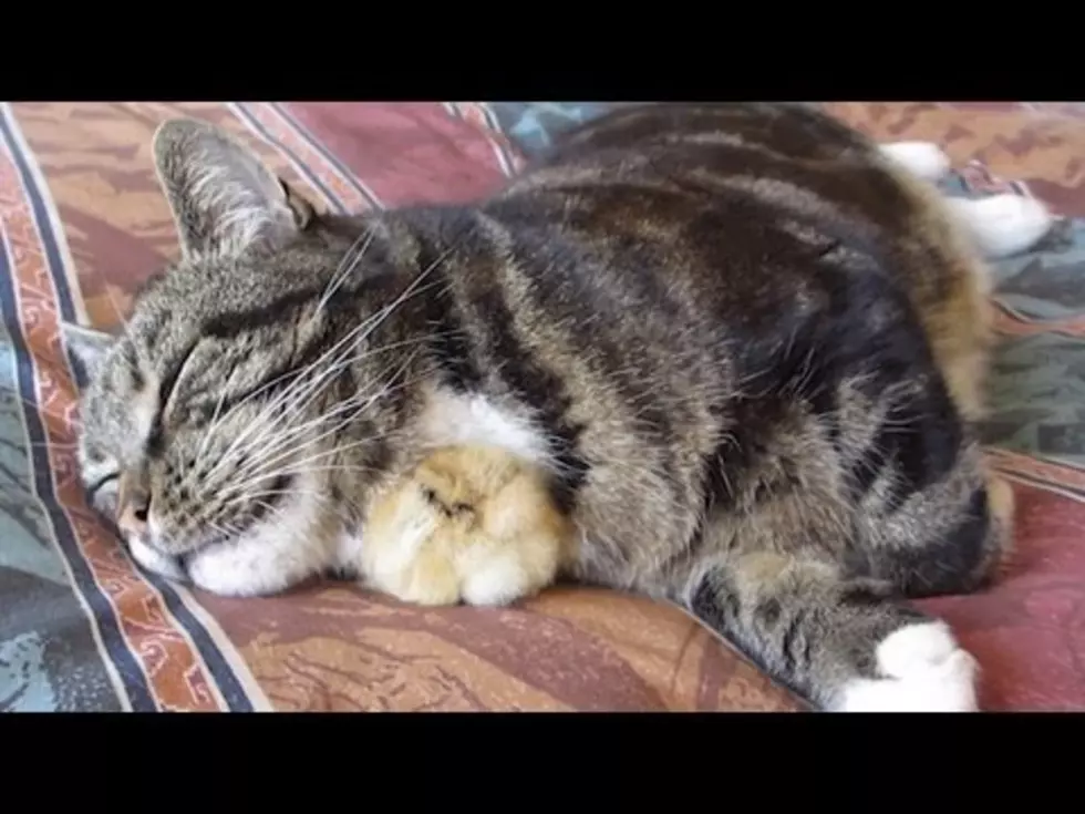 Baby Chick Sleeps Under Cat’s Chin [Video]