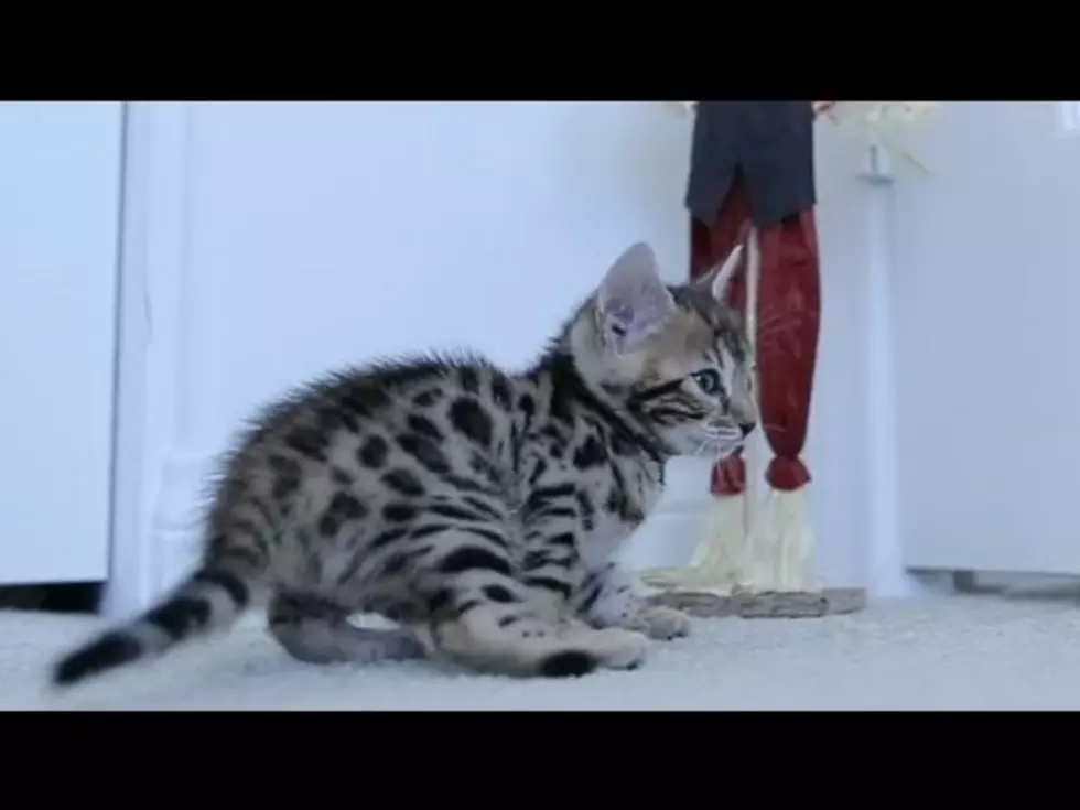 Your Daily Dose Of ‘Awwwww’ – World’s Worst Scarecrow Barely Phases Kitten [Video]
