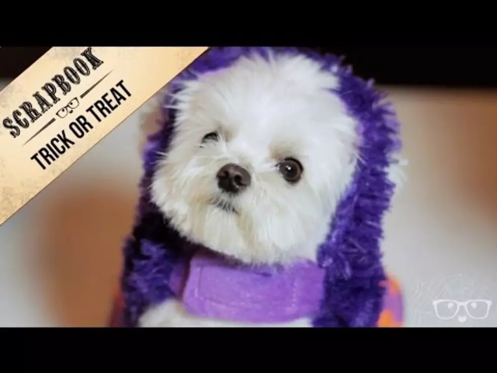 Your Daily Dose Of ‘Awwwww’ – This Dog Is The Cutest Trick-or-Treater Ever
