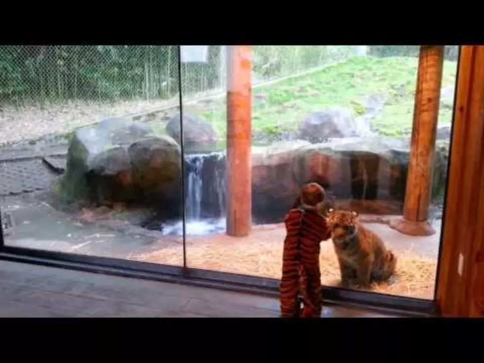 Your Daily Dose Of &#8216;Awwwww&#8217; &#8211; Little Boy Dressed As A Tiger Plays With An Actual Tiger [Video]