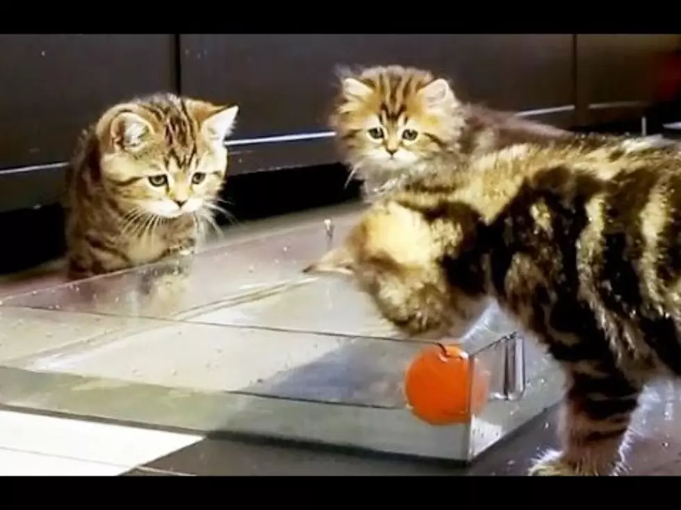 Your Daily Dose Of &#8216;Awwwww&#8217; &#8211; These Adorable Kittens Are Pretty Terrible At Water Polo [Video]