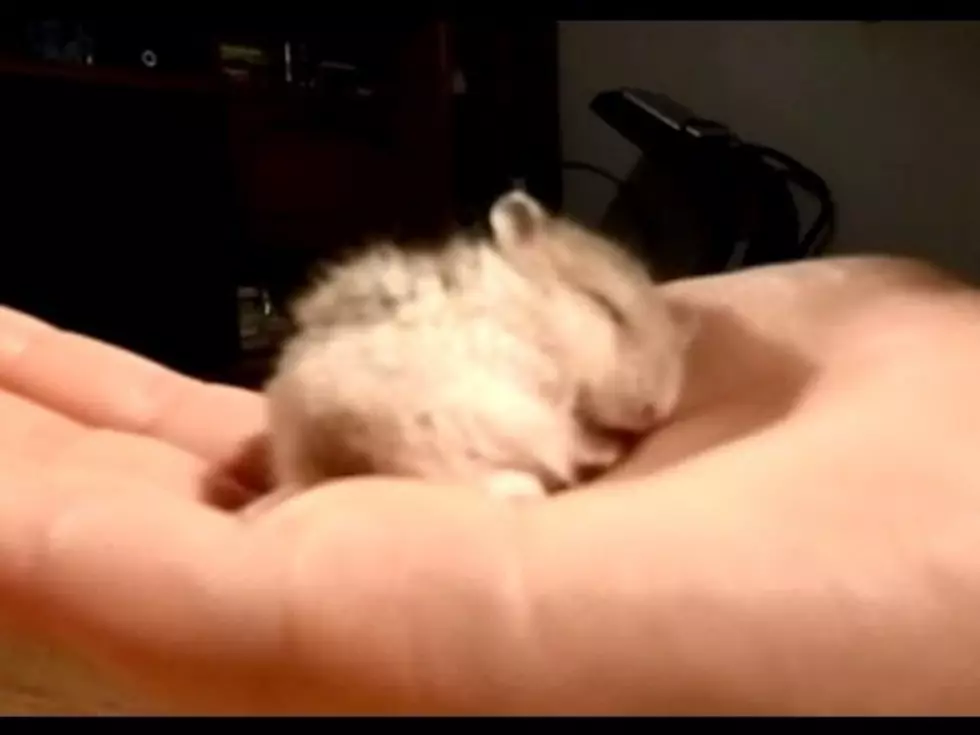 Your Daily Dose Of ‘Awwwww’ – This Snoring Baby Hamster [Video]