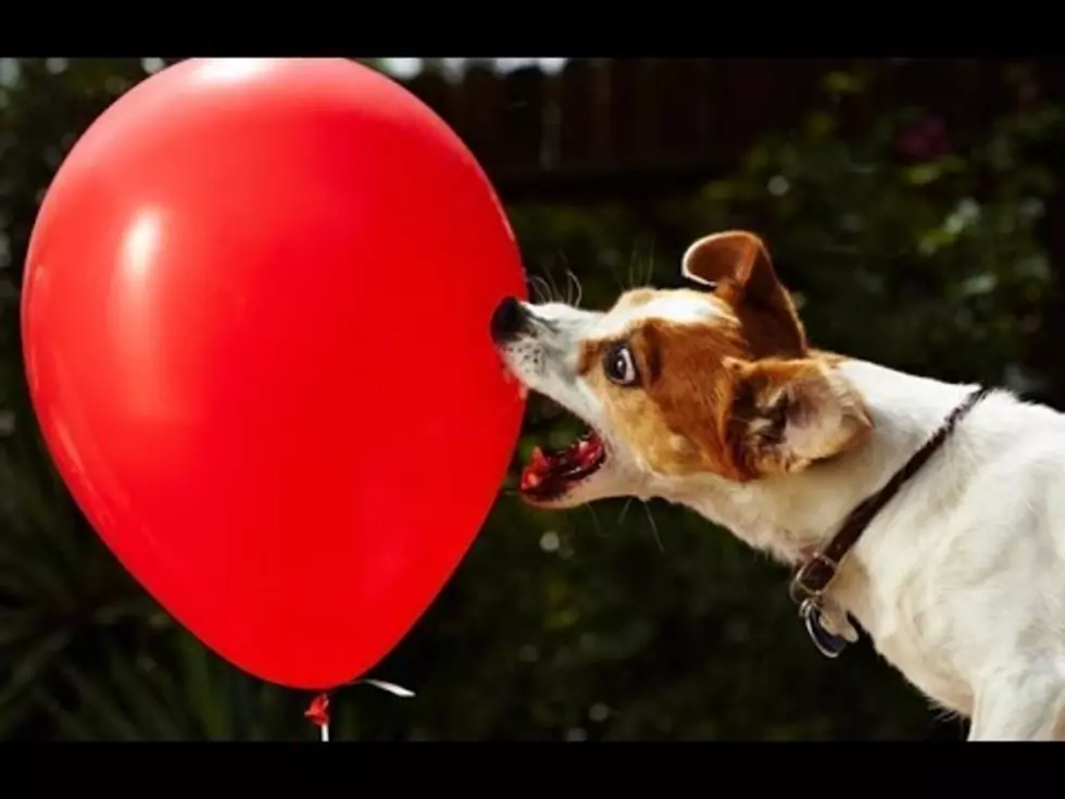 Your Daily Dose Of ‘Awwwww’ – Dogs Playing With Balloons [Video]