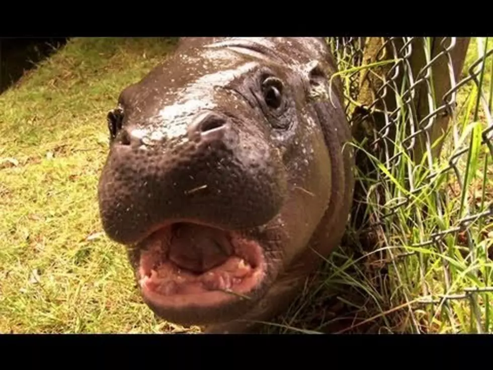 Your Daily Dose Of ‘Awwwww’ – LOOK AT THIS BABY PYGMY HIPPO [Video]