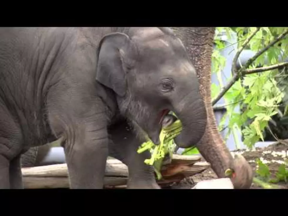 Your Daily Dose Of &#8216;Awwwww&#8217; &#8211; Watch A Baby Elephant&#8217;s First Year In Only Two Minutes [Video]