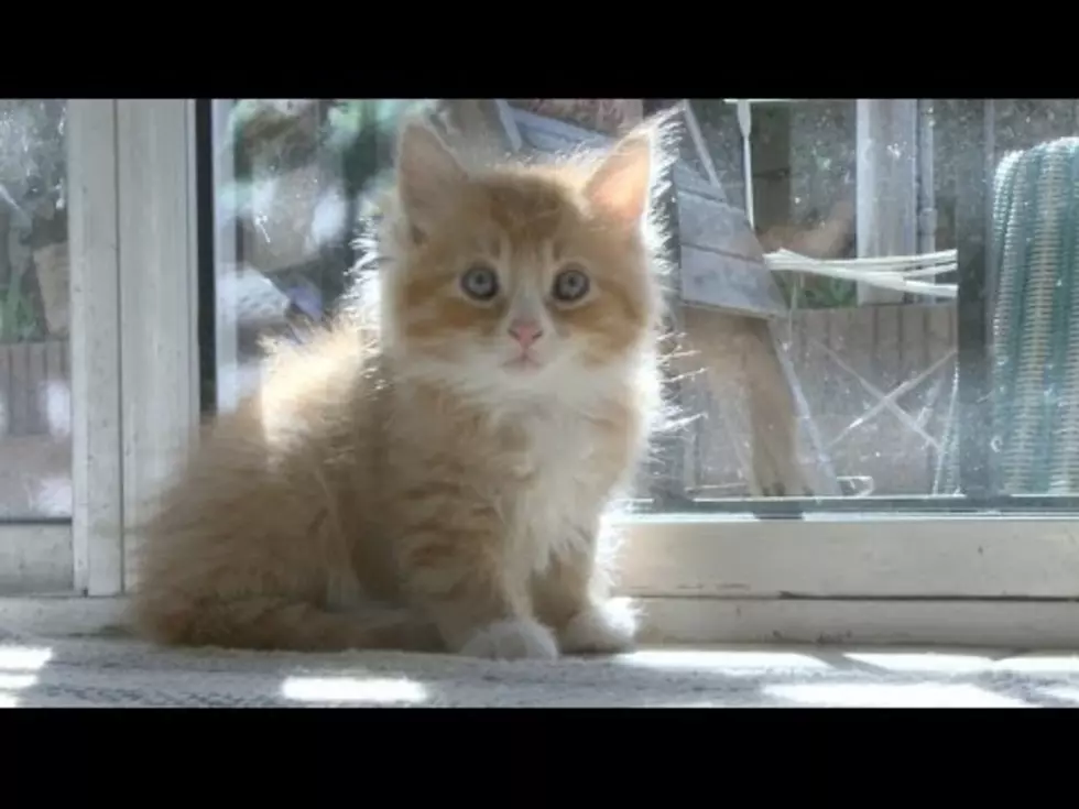 Your Daily Dose Of &#8216;Awwwww&#8217; &#8211; Sunbathing Kittens [Video]