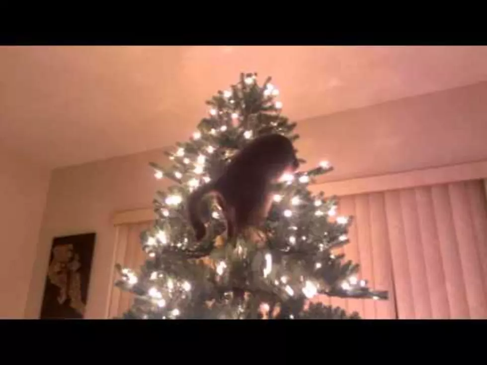 Your Daily Dose Of &#8216;Awwwww&#8217; &#8211; Cat Gets Into The Christmas Spirit [Video]