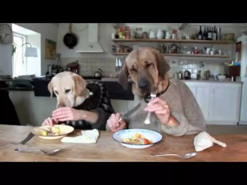Yes, Dogs Are Human! Well, These 2 are! [Video]