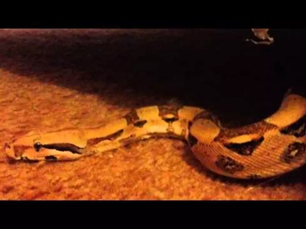 Grand Rapids Woman Finds Snake Alive in Her Couch