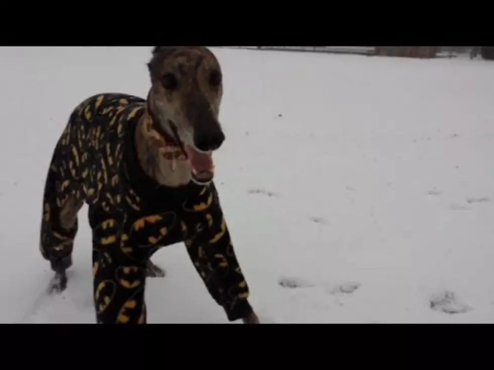 Your Daily Dose Of &#8216;Awwwww&#8217; &#8211; These Dogs Who Love Snow [Video]