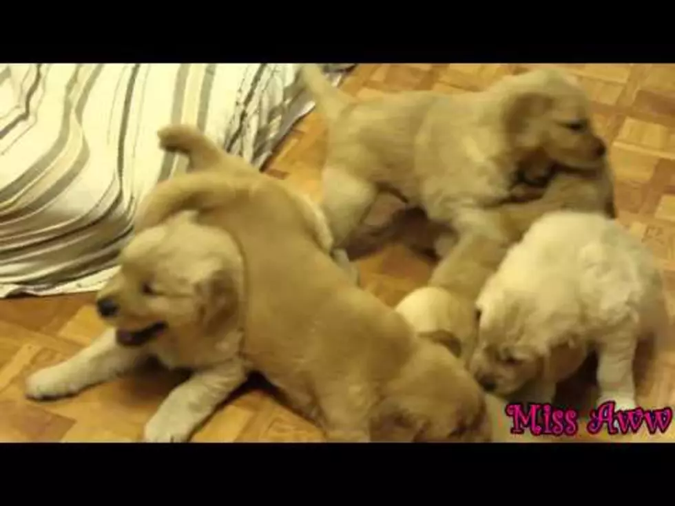 Your Daily Dose Of &#8216;Awwwww&#8217; &#8211; This Litter Of Golden Retriever Puppies Playing [Video]