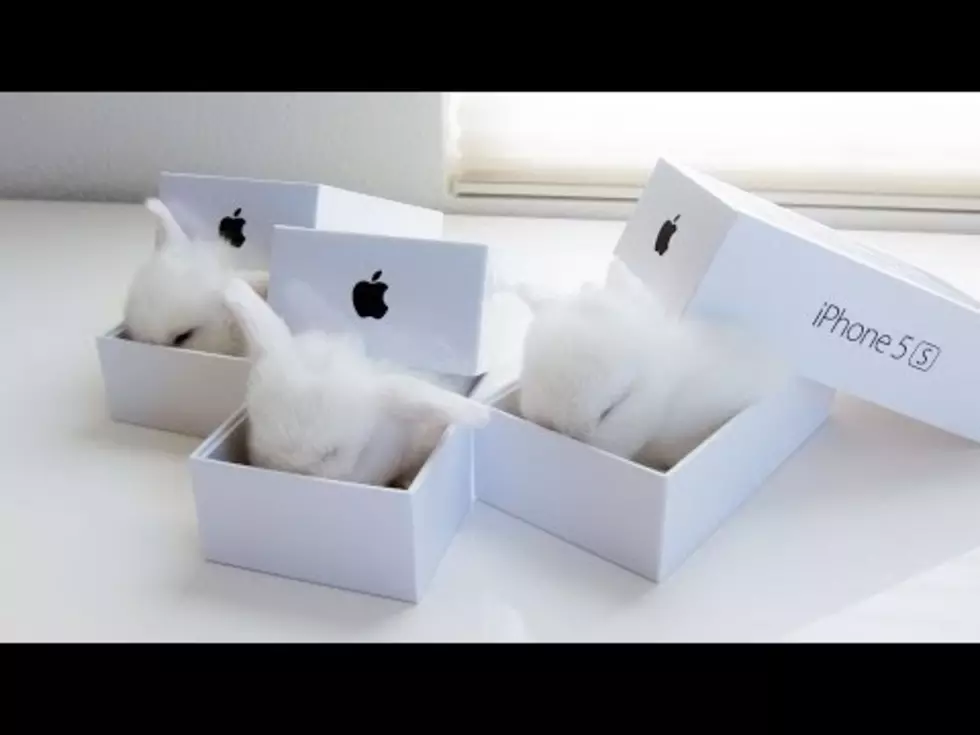 Your Daily Dose Of &#8216;Awwwww&#8217; &#8211; Bunnies In iPhone Boxes [Video]