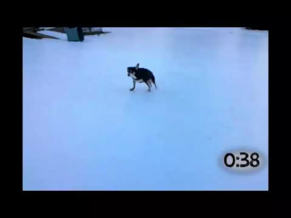 Your Daily Dose Of &#8216;Awwwww&#8217; &#8211; Dogs Slipping On Ice [Video]