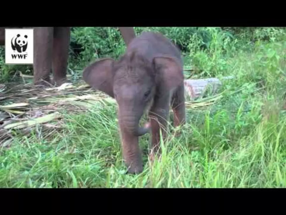 Your Daily Dose Of &#8216;Awwwww&#8217; &#8211; Baby Elephant Learns To Use Its Trunk [Video]