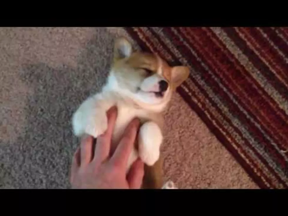 Your Daily Dose Of &#8216;Awwwww&#8217; &#8211; This Very Sleepy Puppy [Video]