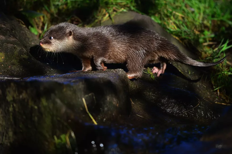 Your Daily Dose Of &#8216;Awwwww&#8217; &#8211; Baby Otter Squeaks When Introduced To Water [Video]