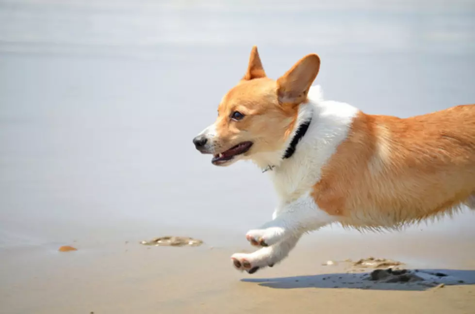 Your Daily Dose Of &#8216;Awwwww&#8217; &#8211; When Corgi Puppies Attack [Video]