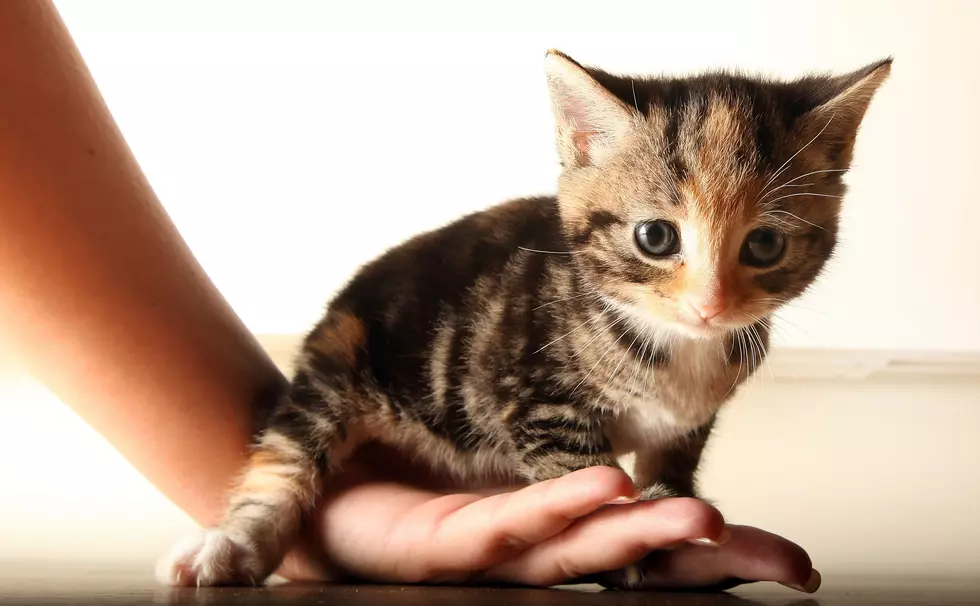 Your Daily Dose Of &#8216;Awwwww&#8217; &#8211; A Tiny Cat Named Sprinkles Wearing A Tiny Purple Cast [Photos]