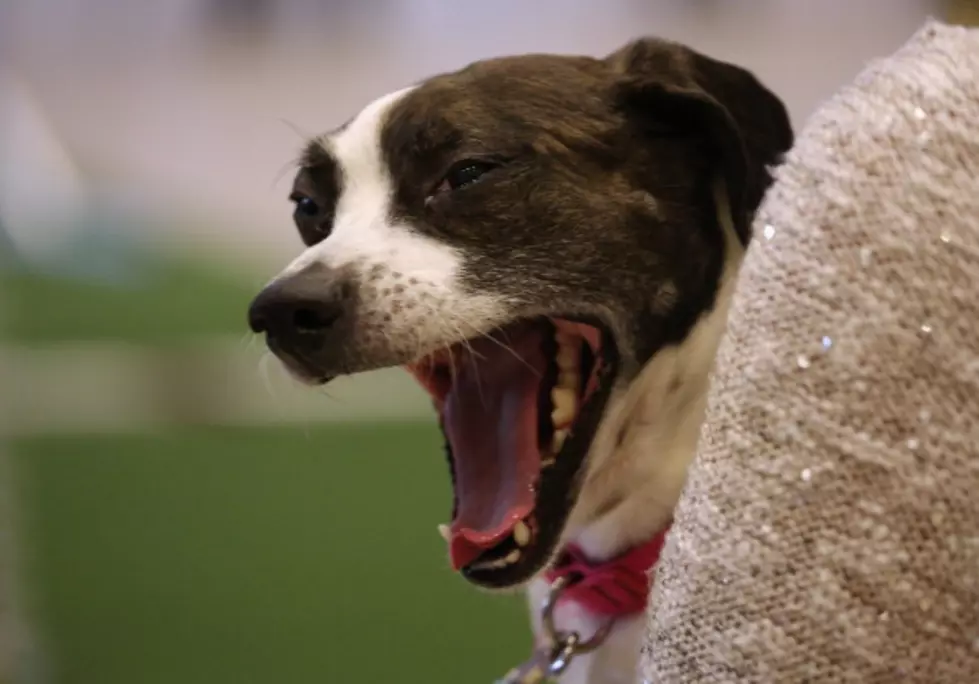 Why Do We Yawn? [Video]