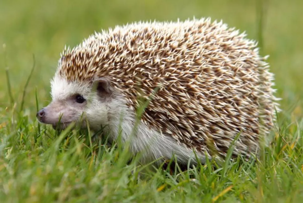 Your Daily Dose Of &#8216;Awwwww&#8217; &#8211; Sleepy Hedgehogs [Video]