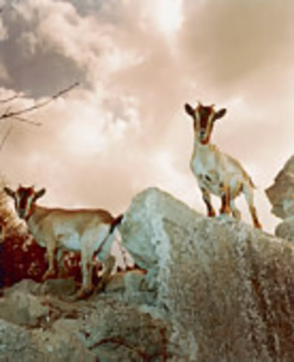 Ottawa County Using Goats to Kill Invasive Plants