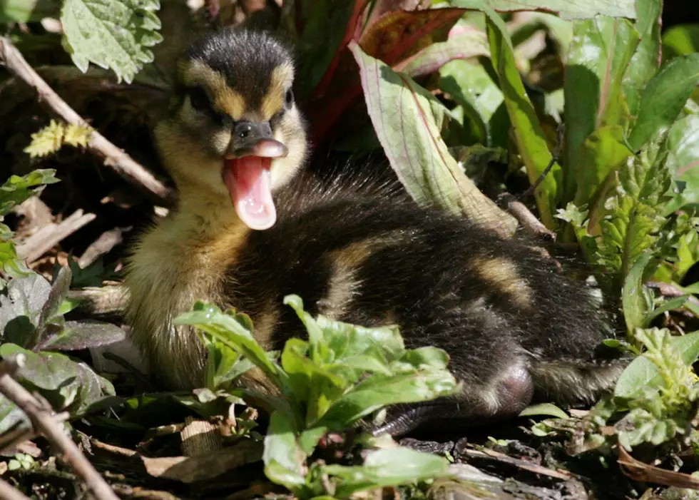 Your Daily Dose Of &#8216;Awwwww&#8217; &#8211; Baby Ducks Taking A Bath [Video]