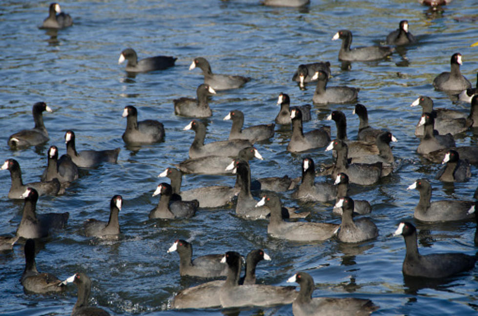 Neglected Ducks See Water For The First Time [Video]