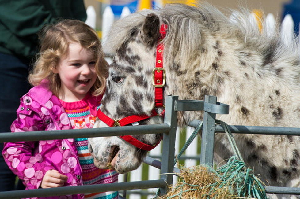 Little Girl &#038; Rescued Foal Are Best Friends [Video]