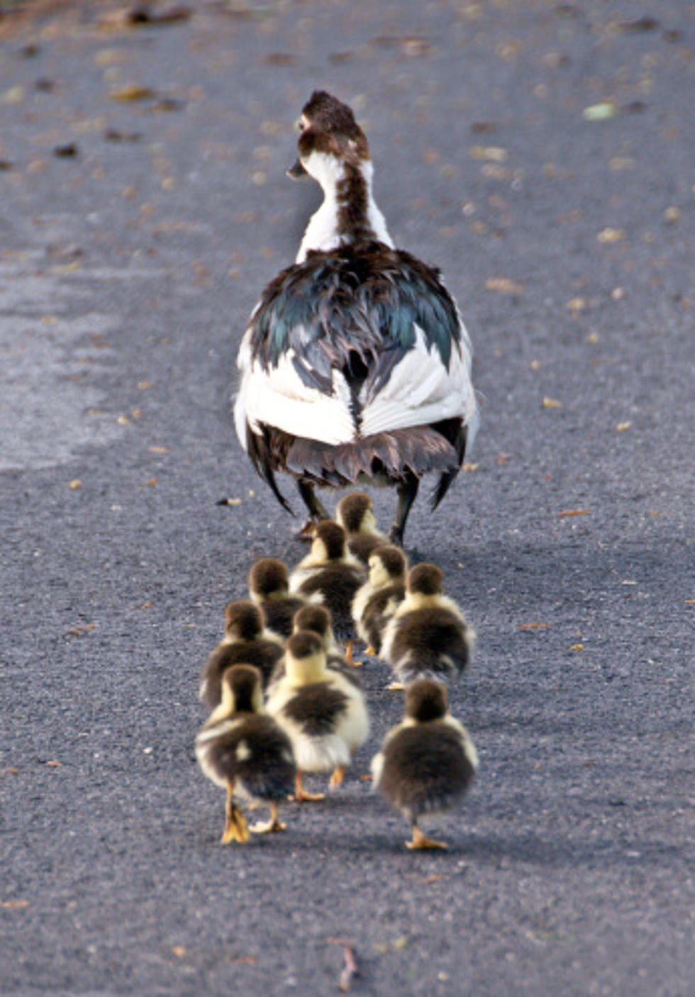 Good People Doing Good Things: Officer Stops Traffic For Ducks [Video]