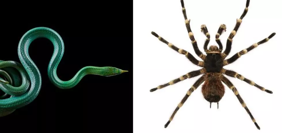 Spiders or Snakes?