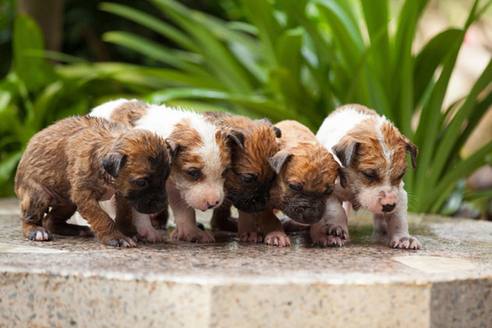 These Puppies Learning To Howl Will Pretty Much Make Your Life!