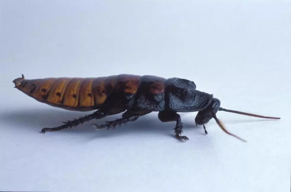 Anti-Valentine's Day Ideas: Adopt a Cockroach in Honor Of Your Ex 