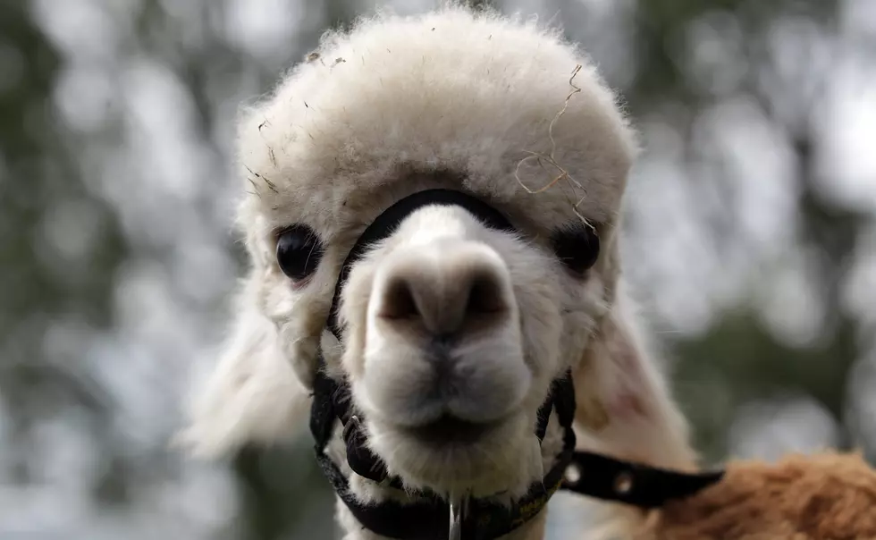 Two Llamas On the Run In Arizona Made Everyone’s Day [Video]