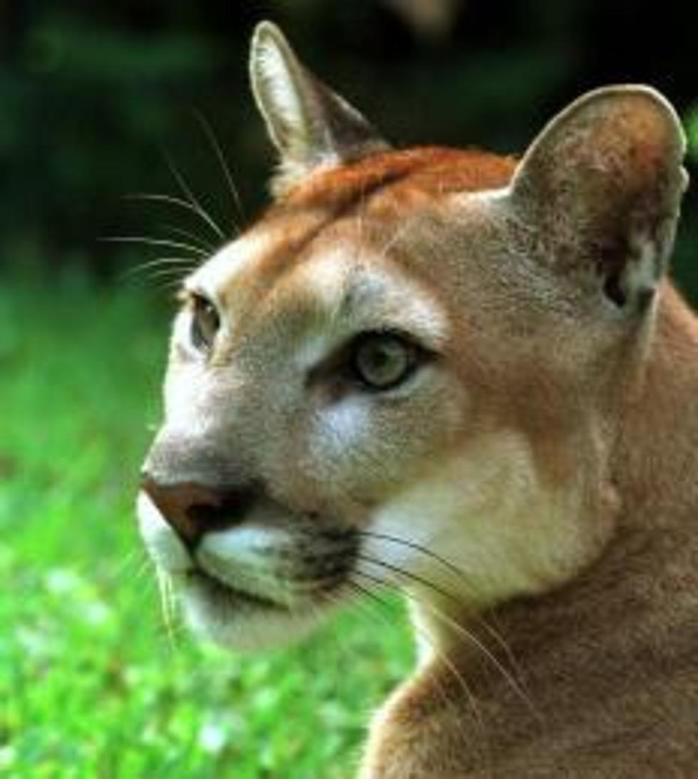 Video Shows Cougar Eating a Deer in The Upper Peninsula