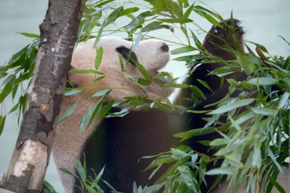 Pandas Interrupted In The Best Way Possible