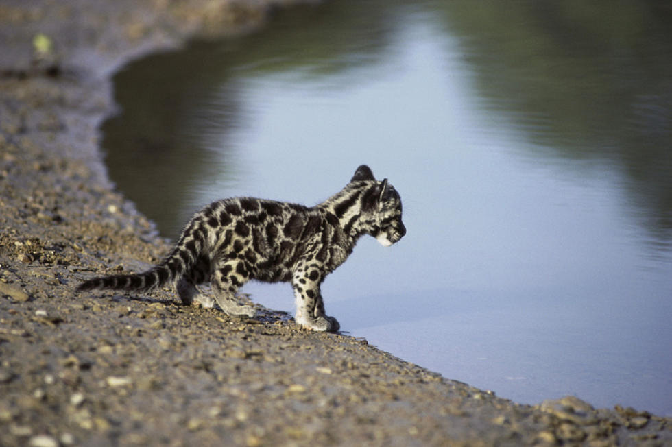 Happy Monday! Here&#8217;s a Squeaking Baby Leopard [Video]