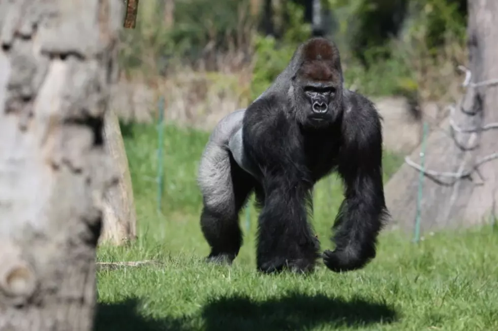 Little Girl Doesn't Make This Gorilla Very Happy [Video]