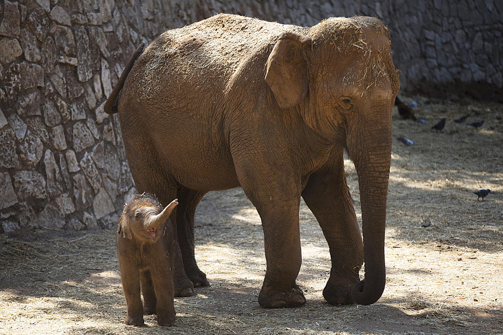 Just Like Real Life Dumbo, Baby Elephant is Reunited With its Mother