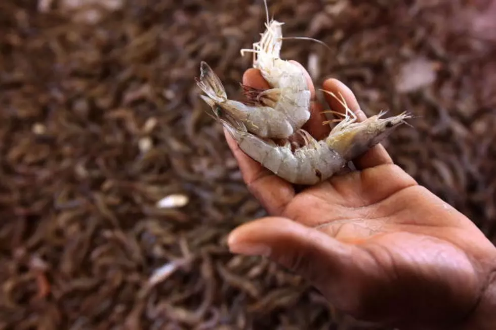 Turns Out Frozen Shrimp Are Totally Disgusting [Video]