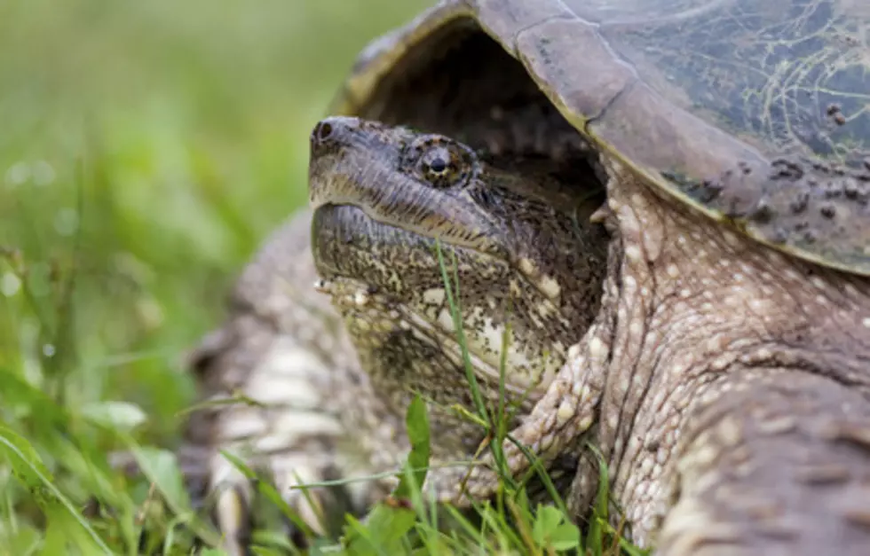 Grand Rapids Man Needs Help Finding His Tortoise